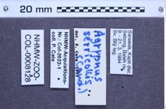 Etikette zu Agrypnus serricollis (Candèze, 1857) (NHMW-ZOO-COL-0008128)